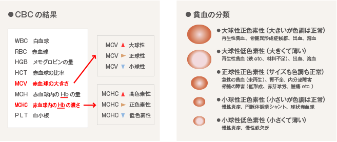 血液内科 あさか台動物病院 朝霞市 動物病院