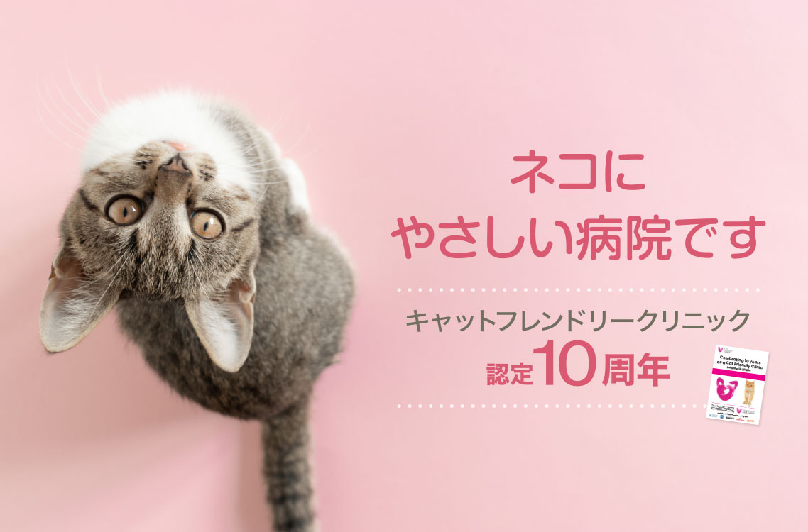 ネコにやさしい病院です