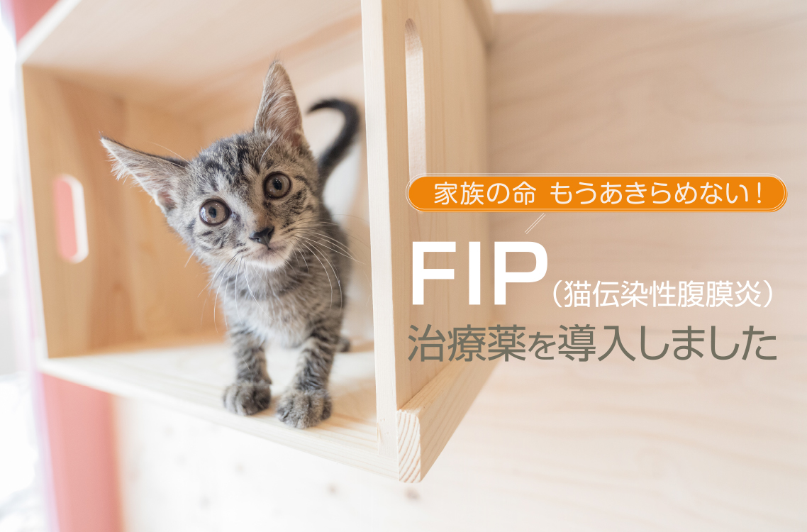 FIP（猫伝染性腹膜炎）