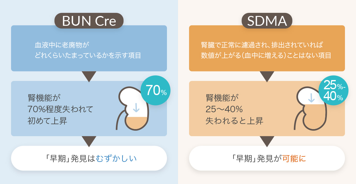 BUN CREとSDMA